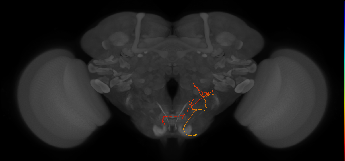 CB4066_R (MaleCNS:84982)