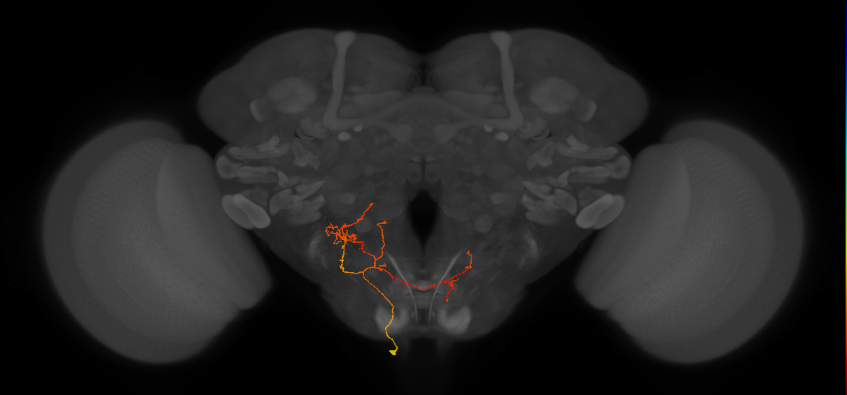 CB4066_L (MaleCNS:73605)