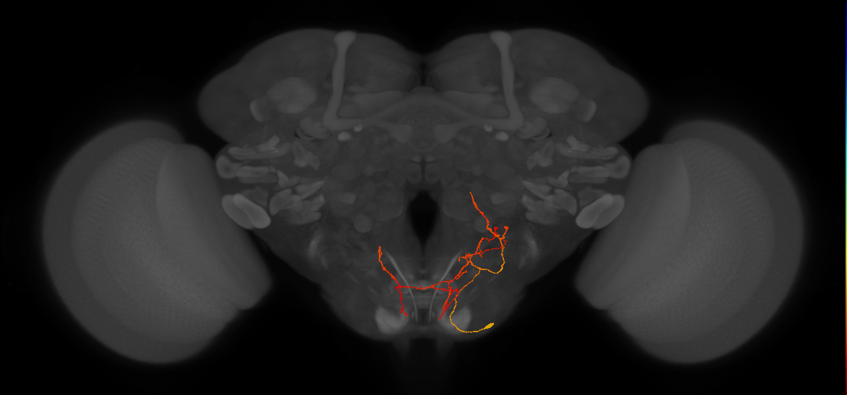 CB4066_R (MaleCNS:64637)