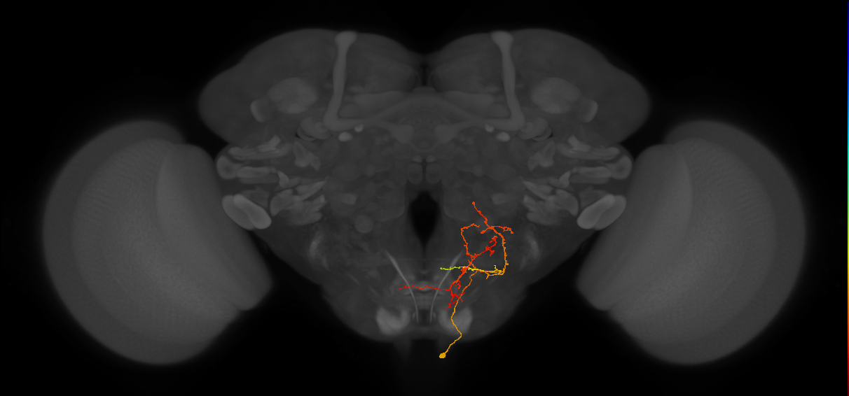 CB4066_R (MaleCNS:513810)