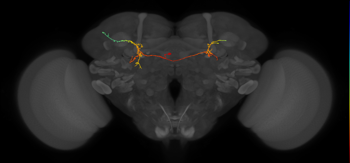 CB4069_L (MaleCNS:141385)