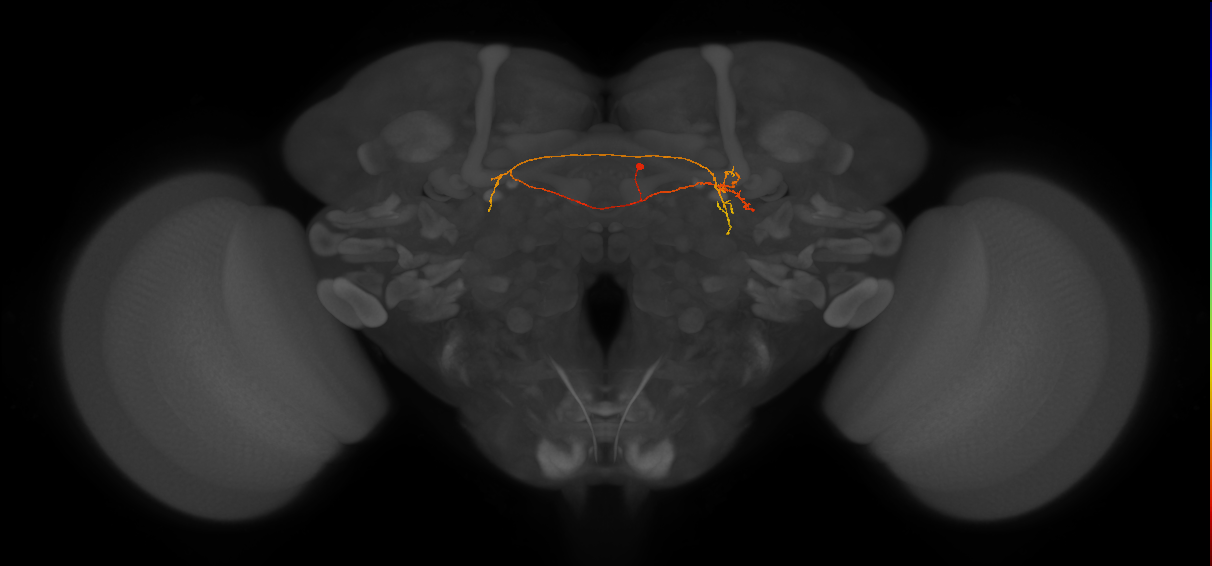 CB4070_R (MaleCNS:181133)