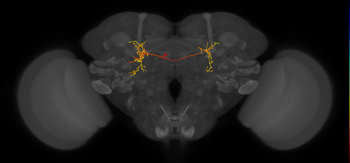 CB4070_L (MaleCNS:131703)