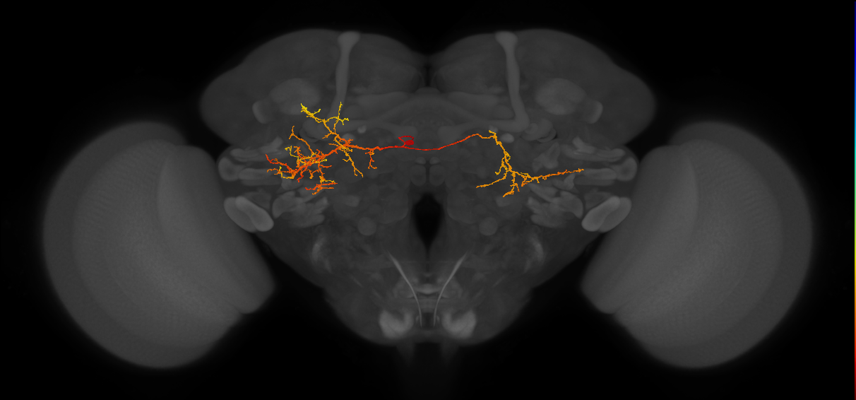 CB4072_L (MaleCNS:27944)