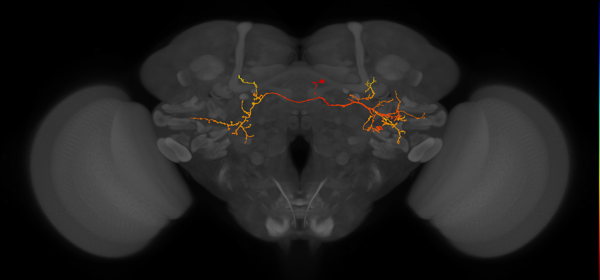 CB4072_R (MaleCNS:58847)