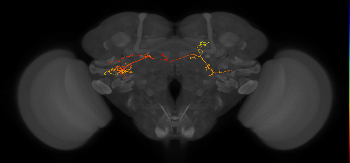 CB4072_L (MaleCNS:81238)