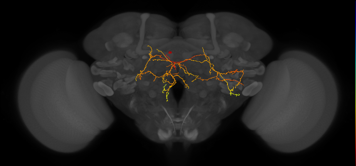 CB4072_L (MaleCNS:44655)
