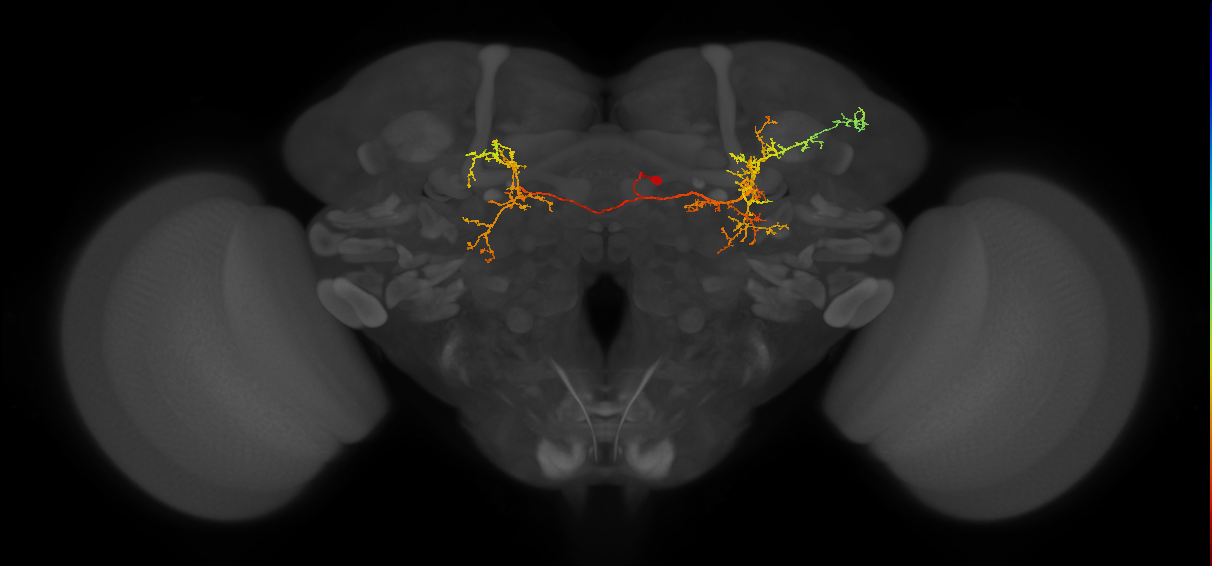 CB4073_R (MaleCNS:62248)