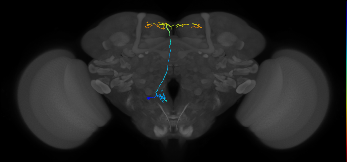 adult FLAa2 lineage neuron