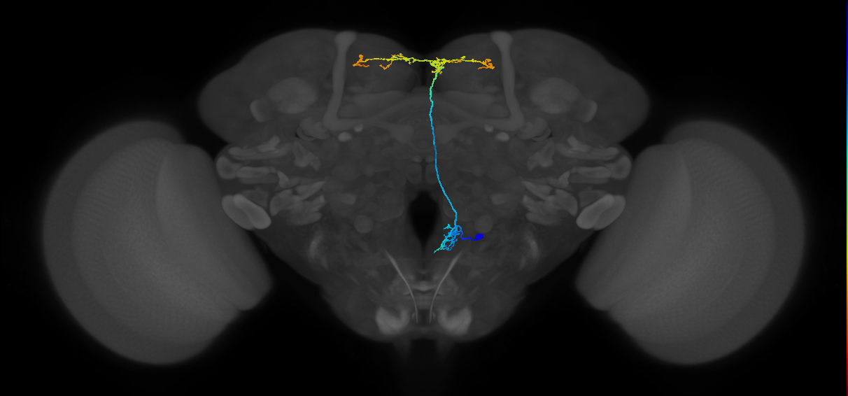 adult FLAa2 lineage neuron