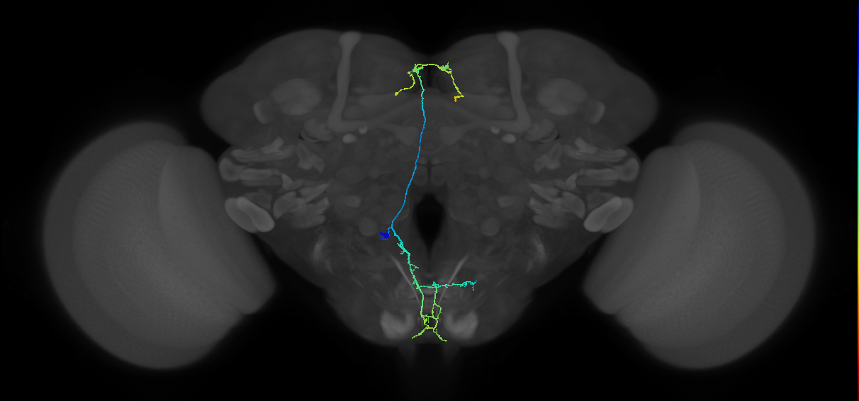 adult FLAa2 lineage neuron