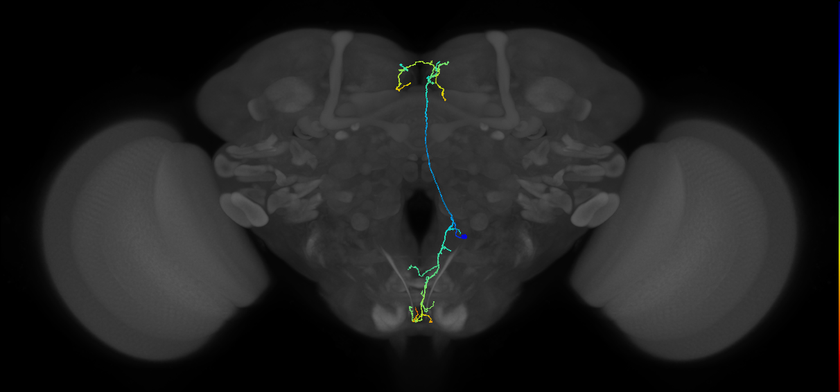 adult FLAa2 lineage neuron