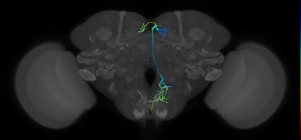 adult FLAa2 lineage neuron