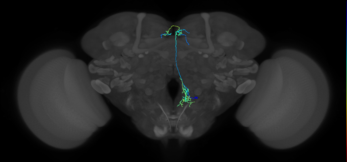 adult FLAa2 lineage neuron