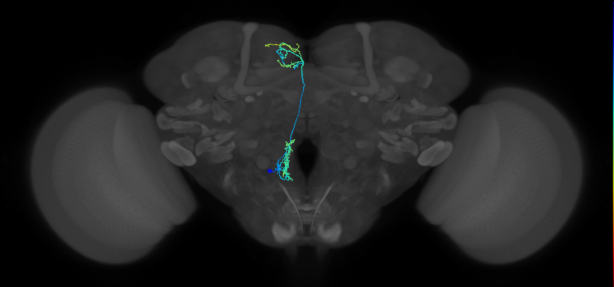 adult FLAa2 lineage neuron