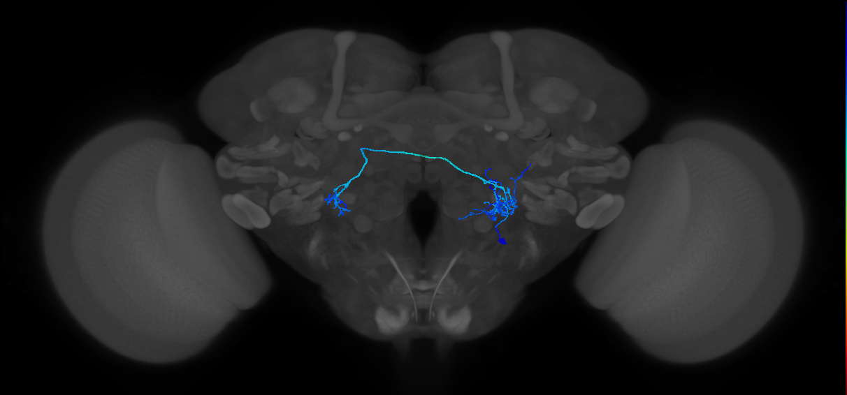 CB4083_R (MaleCNS:15727)