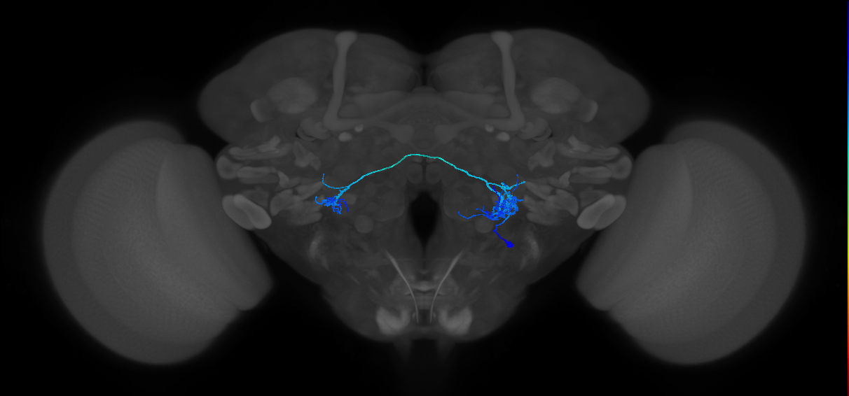 CB4083_R (MaleCNS:18755)
