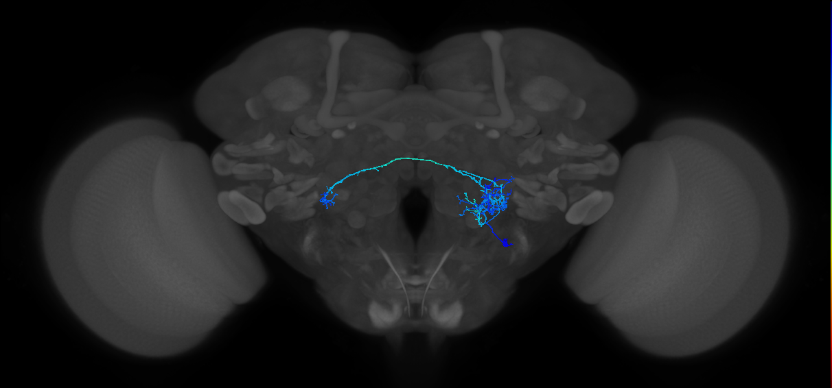 CB4083_R (MaleCNS:29040)