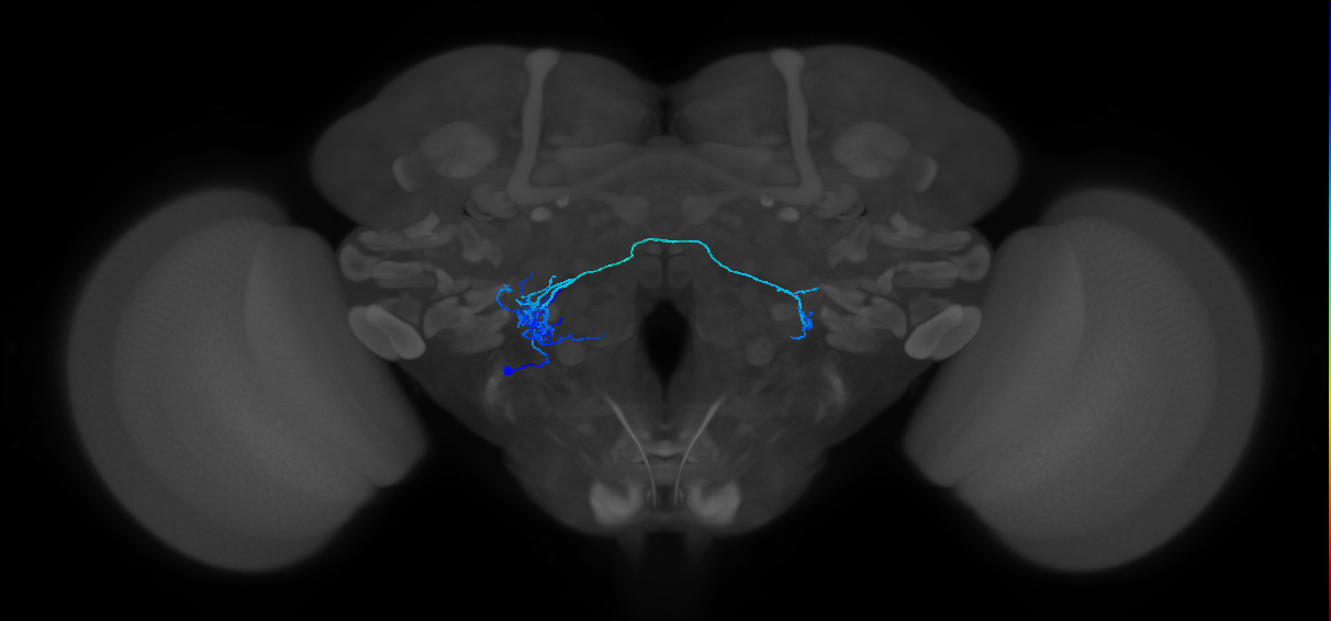 CB4083_L (MaleCNS:30919)
