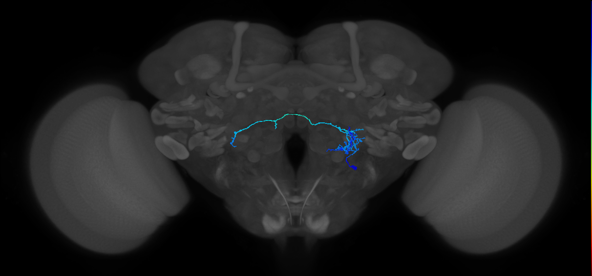CB4083_R (MaleCNS:39211)