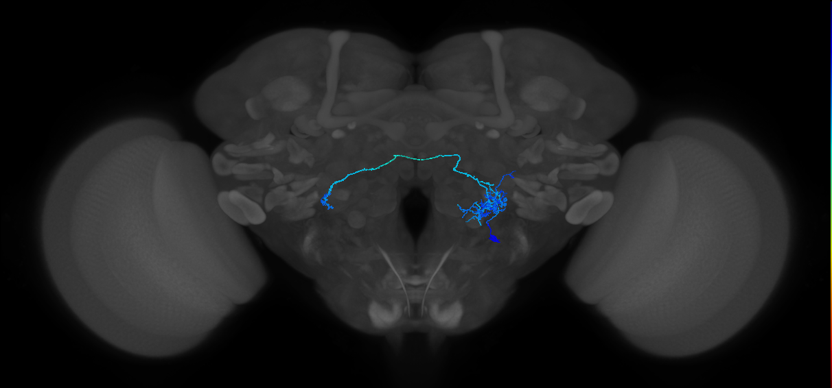 CB4083_R (MaleCNS:59516)