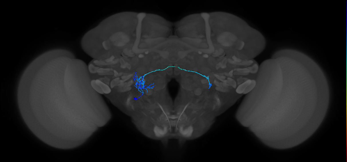 CB4083_L (MaleCNS:63408)