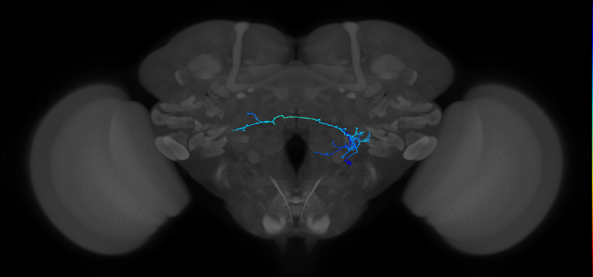 CB4083_R (MaleCNS:551032)