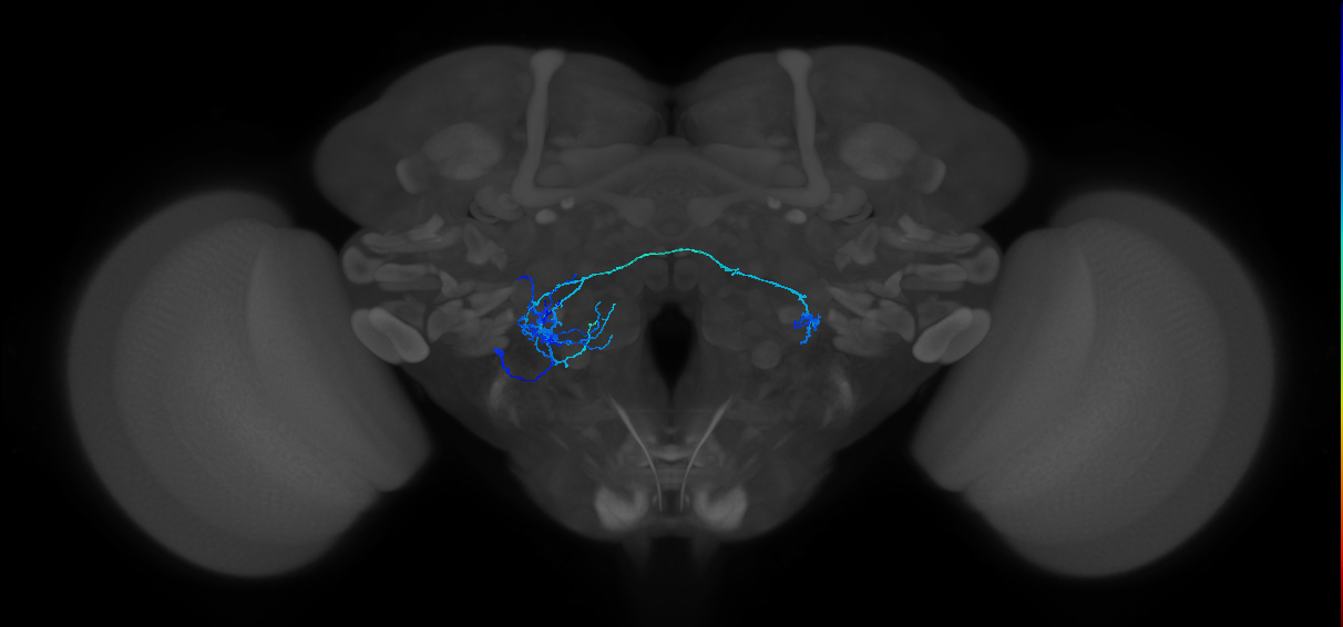 CB4083_L (MaleCNS:553708)