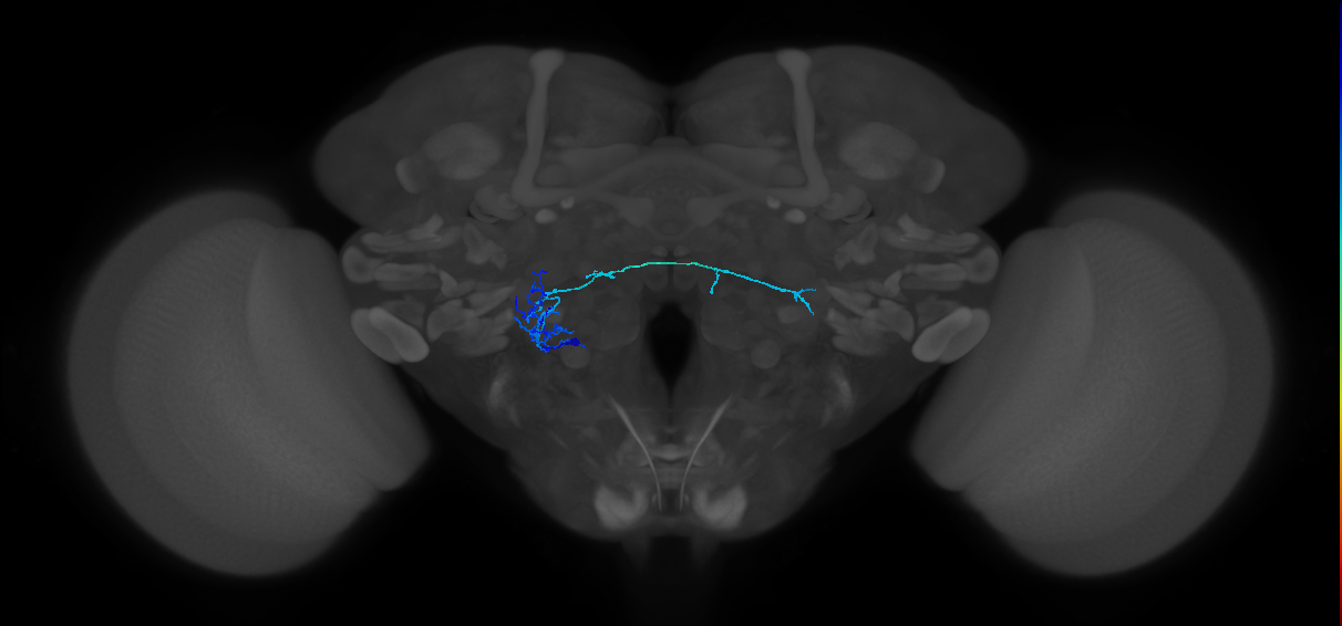 CB4083_L (MaleCNS:525031)
