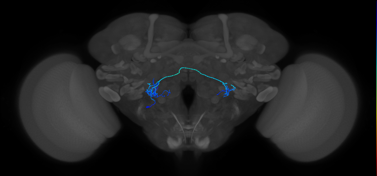 CB4083_L (MaleCNS:546536)
