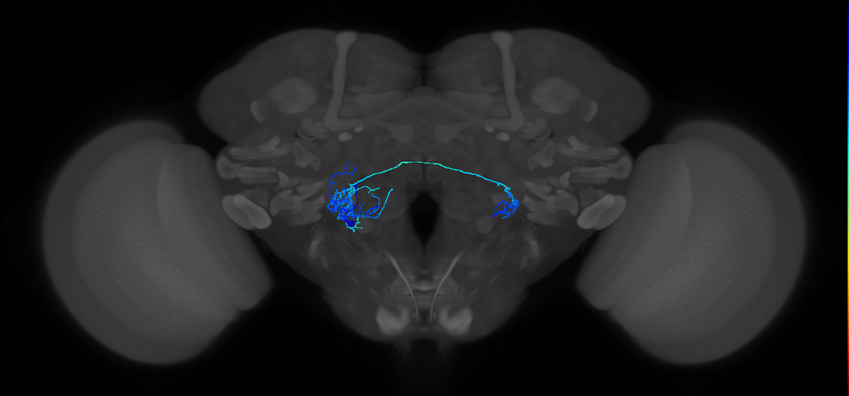 CB4083_L (MaleCNS:18722)