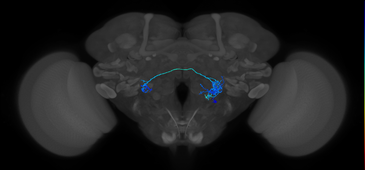 CB4083_R (MaleCNS:26115)