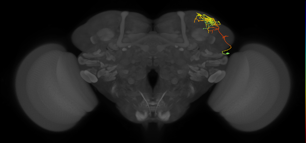 CB4086_R (MaleCNS:31296)