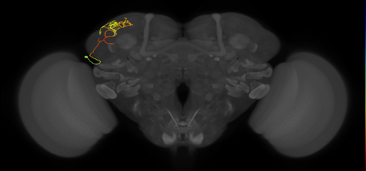 CB4086_L (MaleCNS:33208)