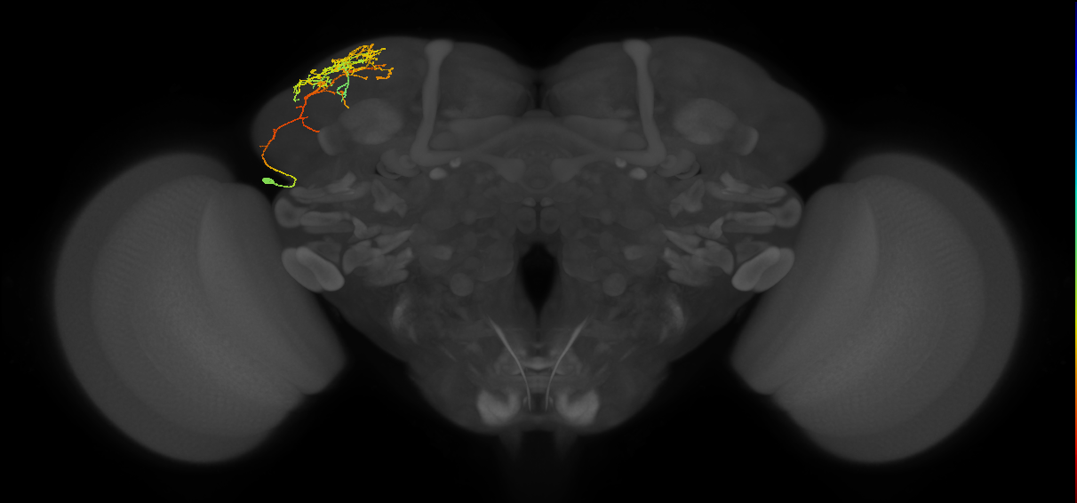 CB4086_L (MaleCNS:49704)