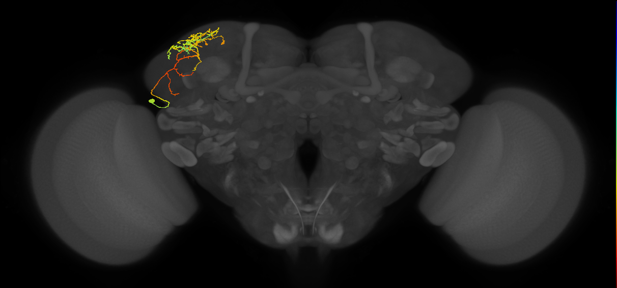 CB4086_L (MaleCNS:512787)