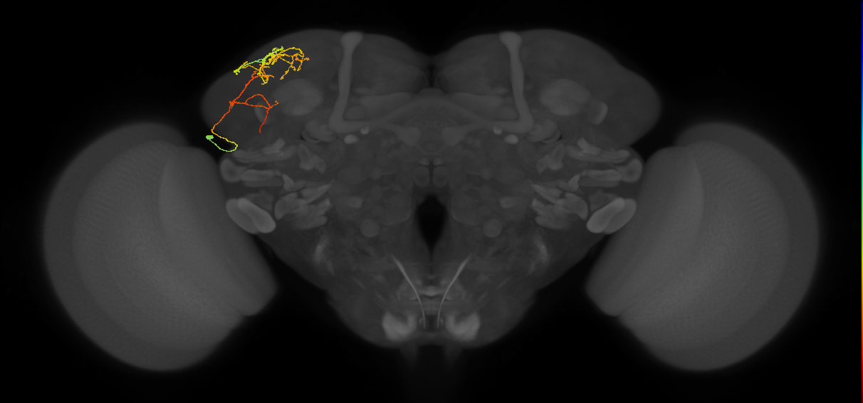 CB4086_L (MaleCNS:527532)