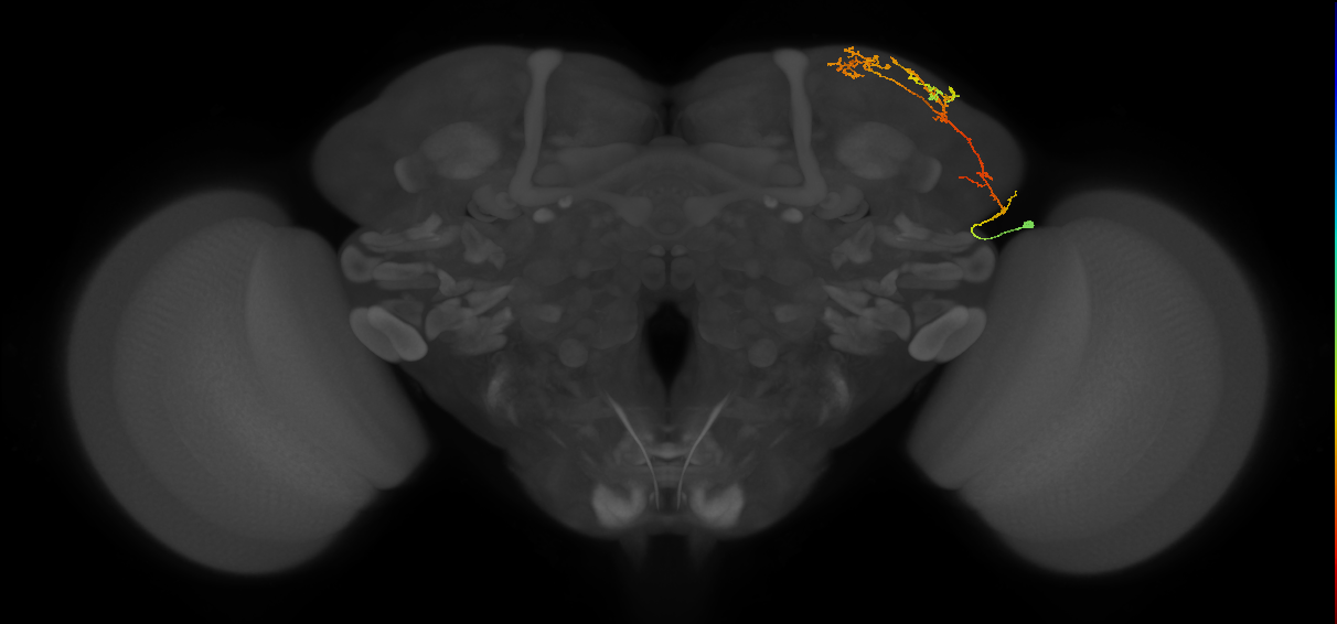 CB4087_R (MaleCNS:60940)
