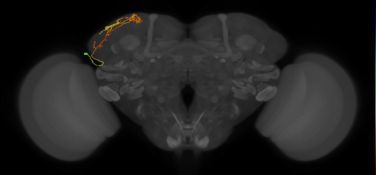 CB4087_L (MaleCNS:48797)