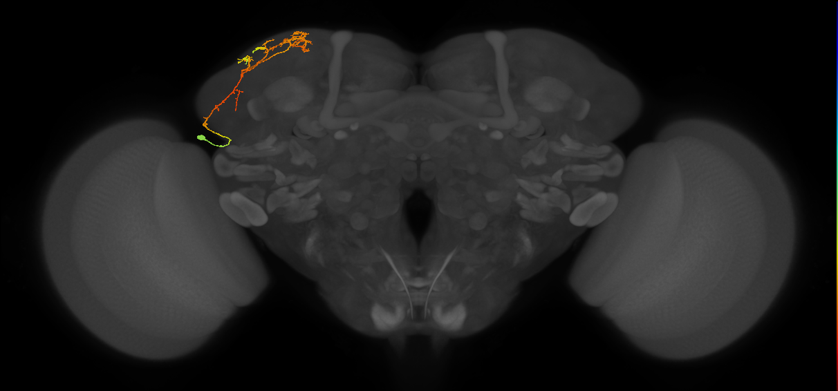 CB4087_L (MaleCNS:77202)
