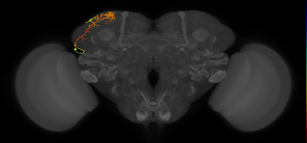 CB4087_L (MaleCNS:167540)