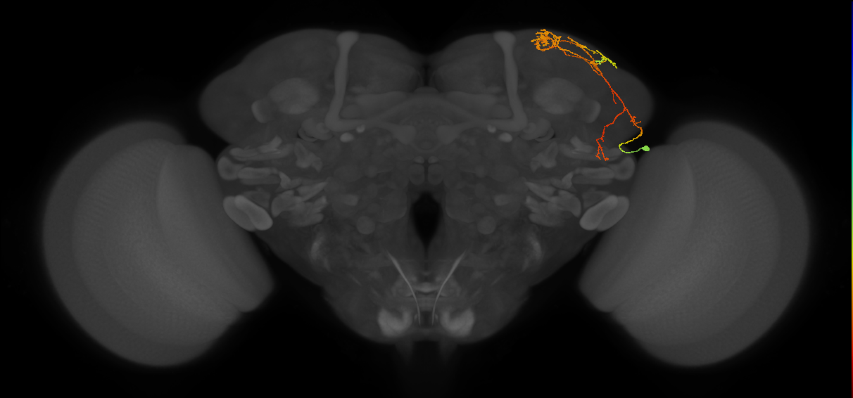 CB4087_R (MaleCNS:54959)