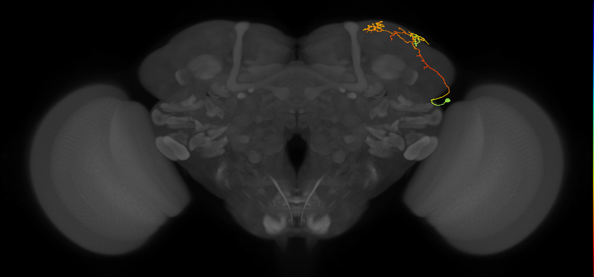 adult LHa3 lineage neuron