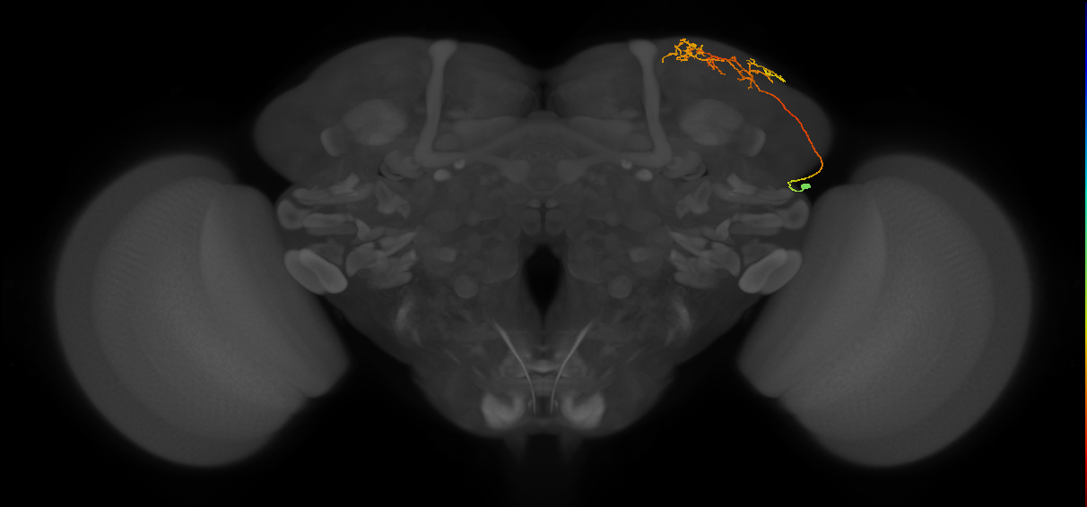 supraesophageal ganglion neuron