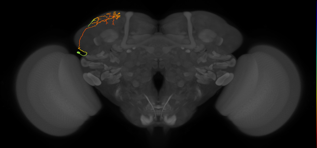 CB4088_L (MaleCNS:28874)