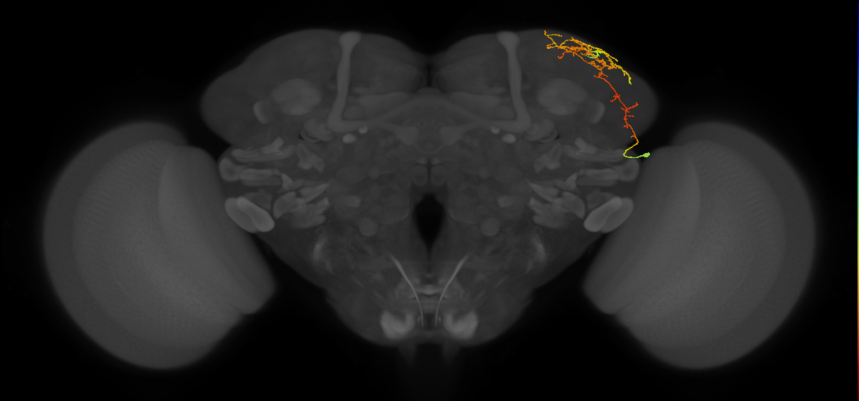 adult LHa3 lineage neuron