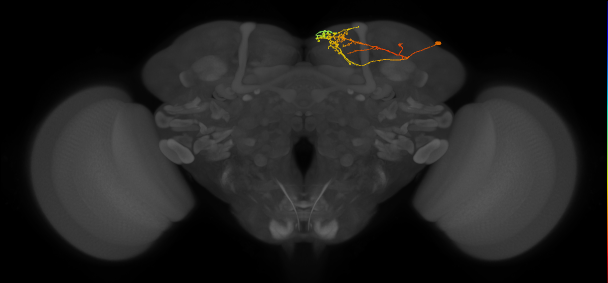 CB4091_R (MaleCNS:47043)