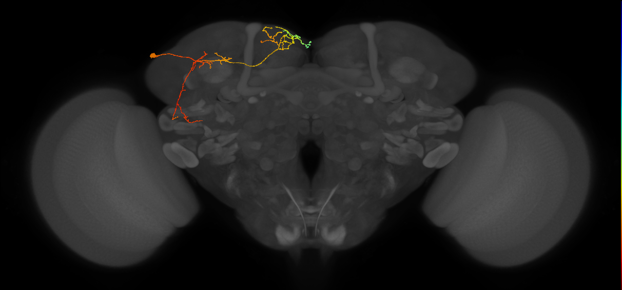 CB4091_L (MaleCNS:78467)