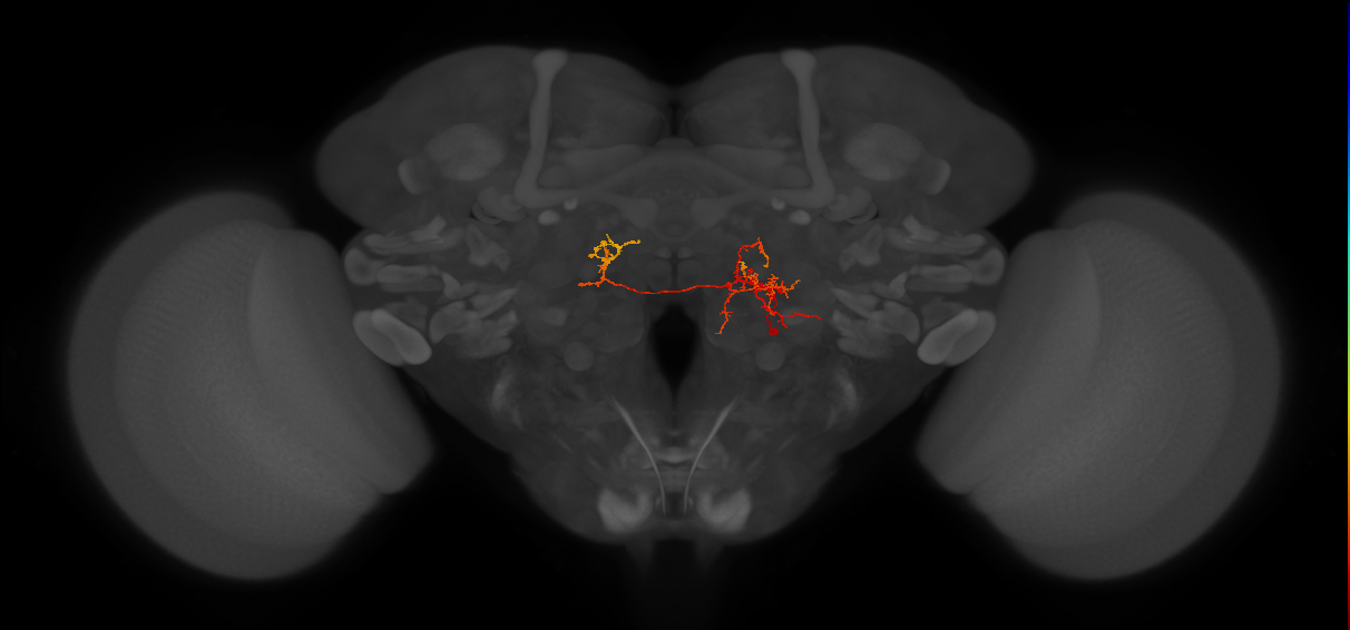 CB4095_R (MaleCNS:106569)
