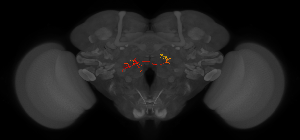 CB4095_L (MaleCNS:149366)
